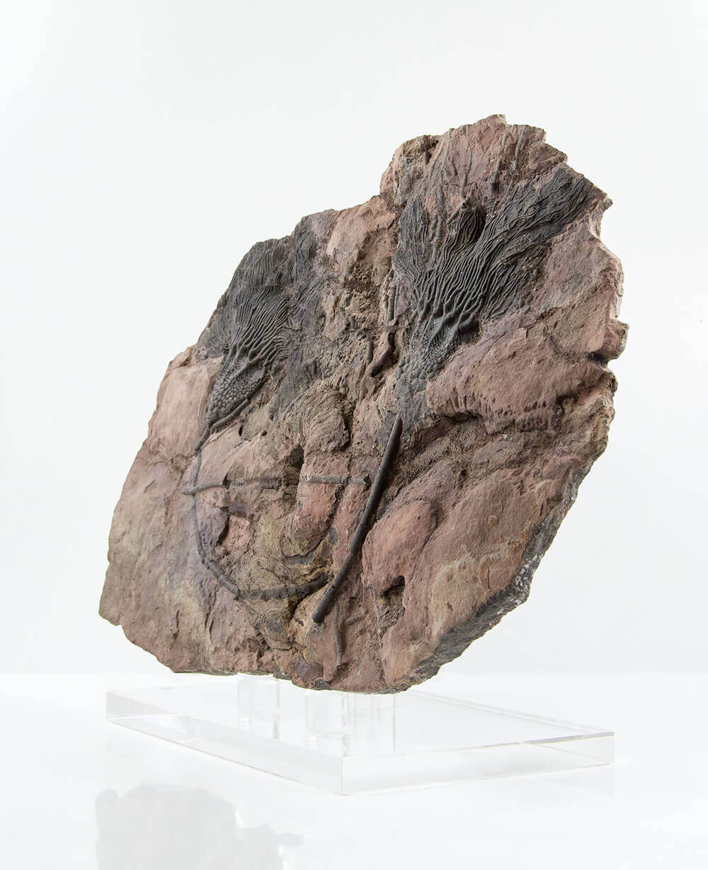 A museum-standard Scyphocrinites elegans crinoid fossil for sale measuring 2.1 feet on our custom designed bronze stand