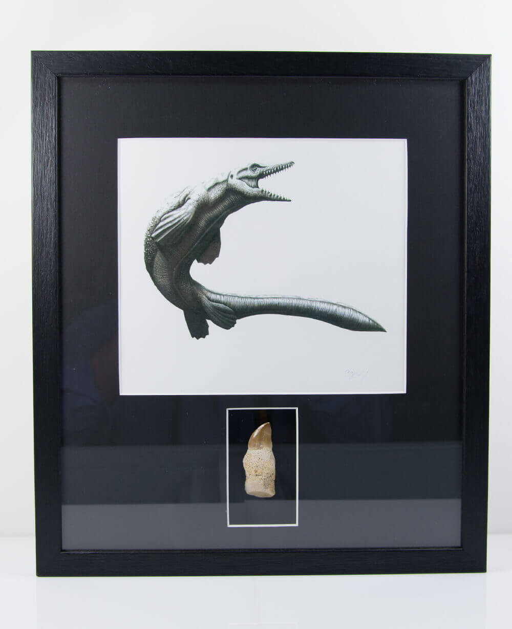 Museum-quality Mosasaurus reptile fossil tooth in a custom-designed frame with art illustration by THE FOSSIL STORE