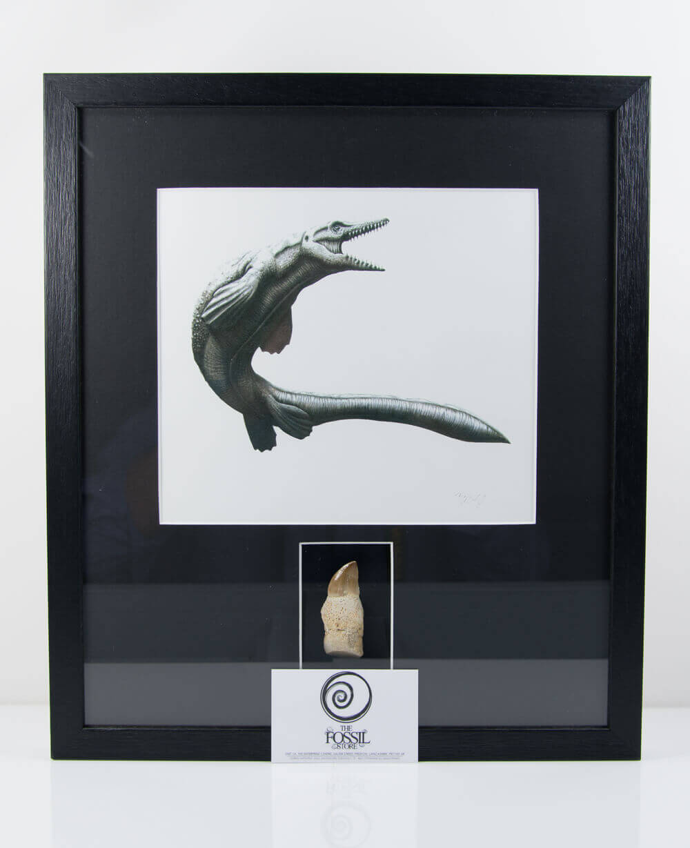 Museum-quality Mosasaurus reptile fossil tooth in a custom-designed frame with art illustration by THE FOSSIL STORE