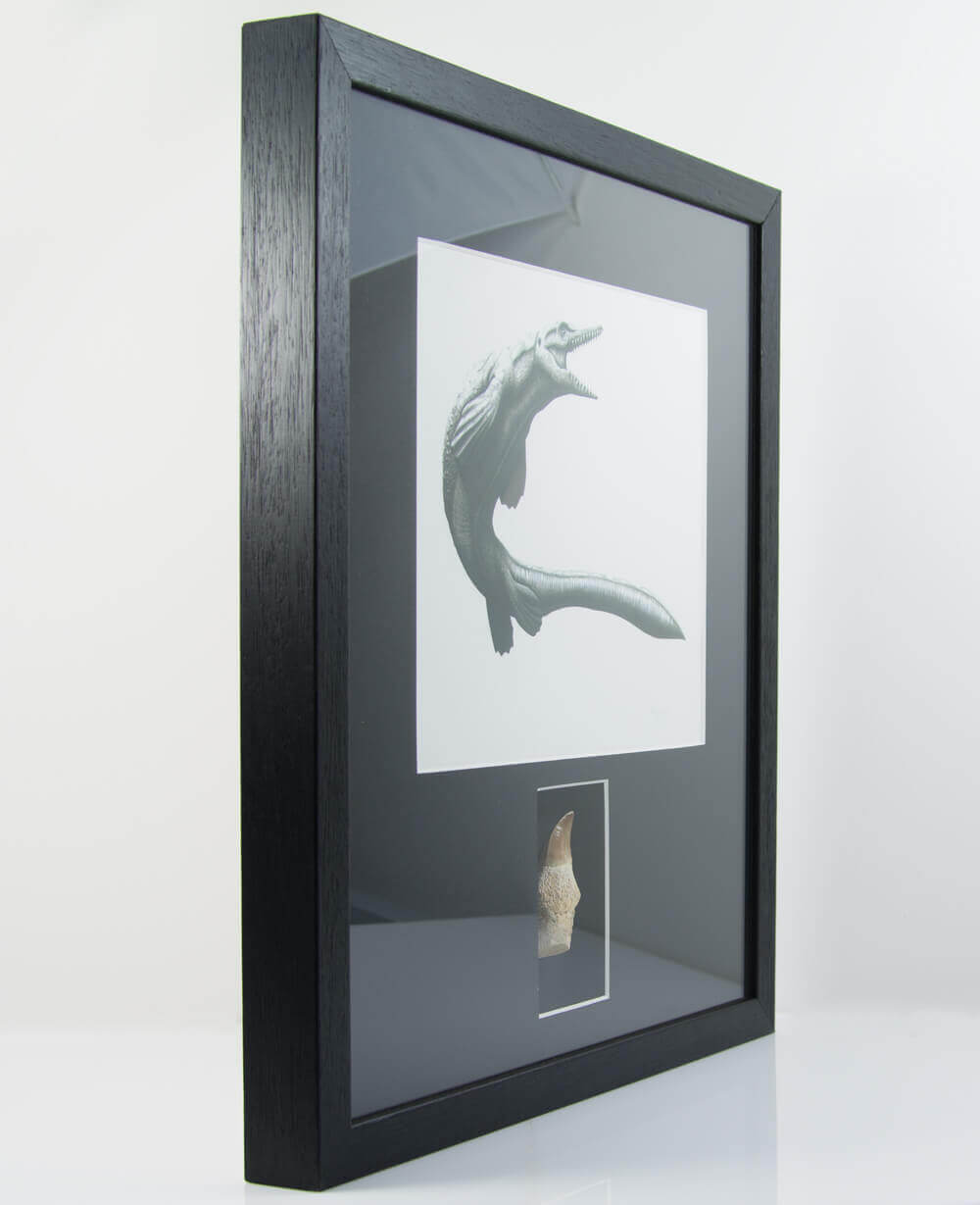 Museum-quality Mosasaurus reptile fossil tooth in a custom-designed frame with art illustration by THE FOSSIL STOREFramed Mosasaurus Tooth 399mm