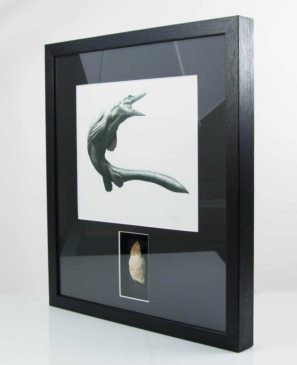 Museum-quality Mosasaurus reptile fossil tooth in a custom-designed frame with art illustration by THE FOSSIL STORE