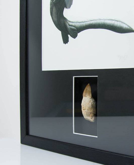 Museum-quality Mosasaurus reptile fossil tooth in a custom-designed frame with art illustration by THE FOSSIL STORE