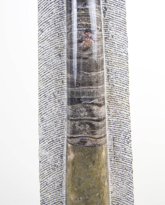 A museum-standard fossil orthoceras measuring 6.3 feet on a custom-designed stainless steel stand by THE FOSSIL STORE