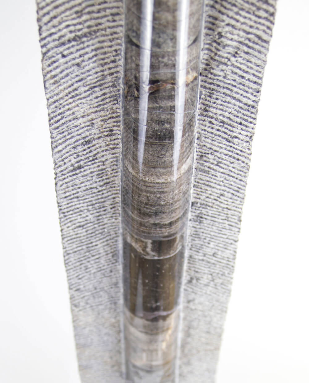 A museum-standard fossil orthoceras measuring 6.3 feet on a custom-designed stainless steel stand by THE FOSSIL STORE