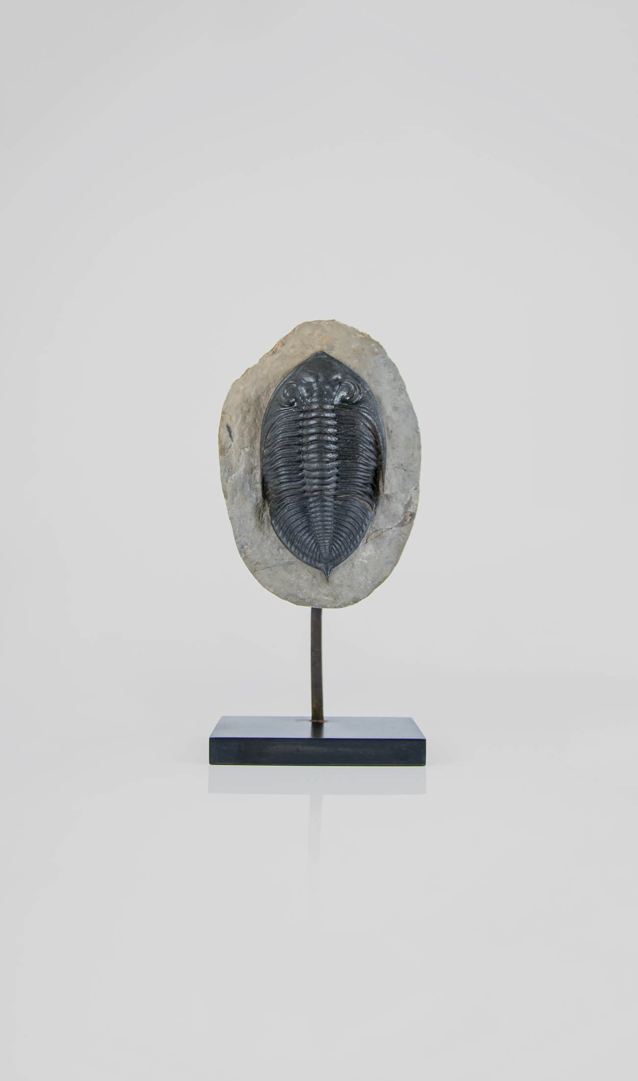 A museum-standard rare fossil Odontochil zlichovaspis rogusa fossil trilobite for sale measuring 213mm at THE FOSSIL STORE