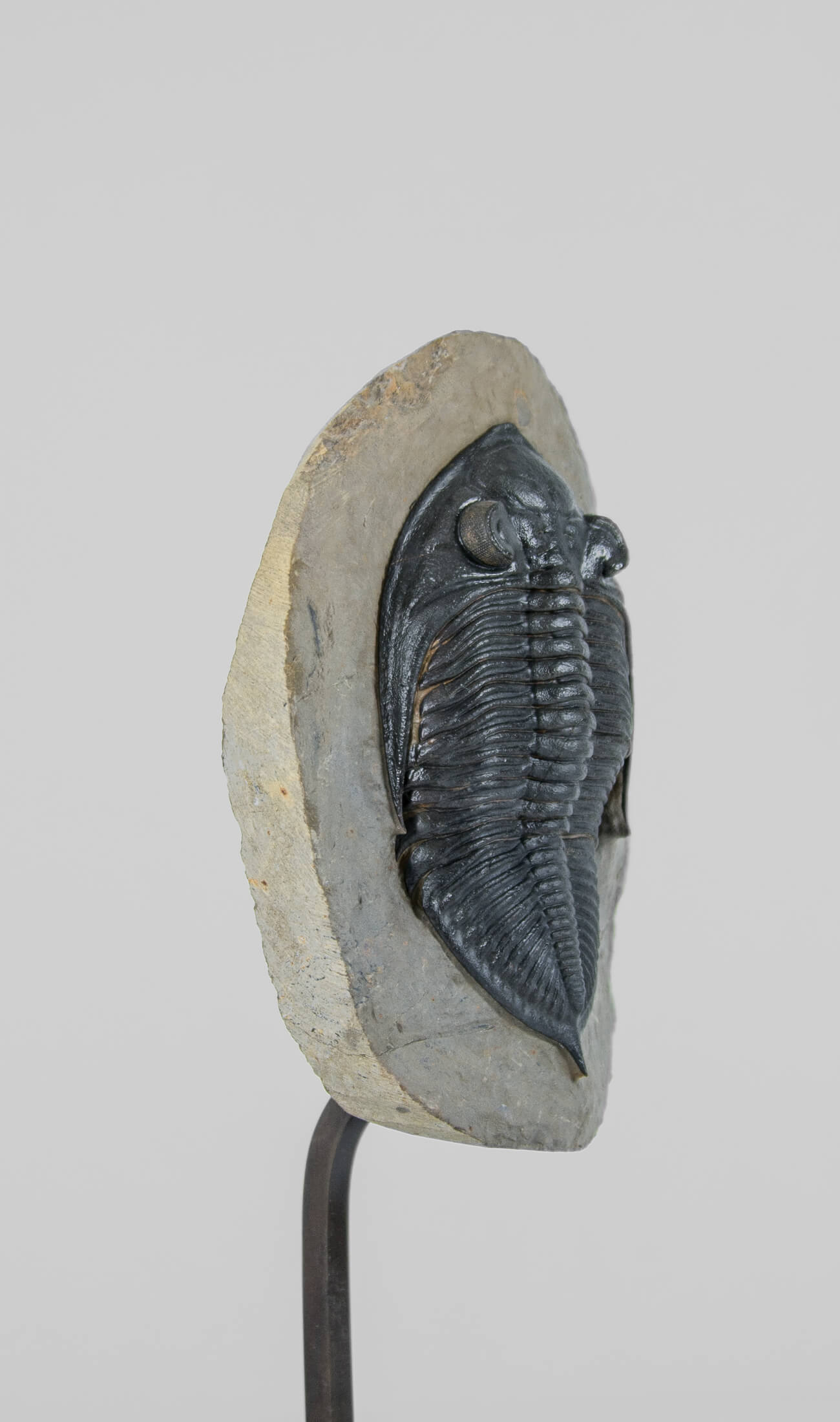 A museum-standard rare fossil Odontochil zlichovaspis rogusa fossil trilobite for sale measuring 213mm at THE FOSSIL STORE