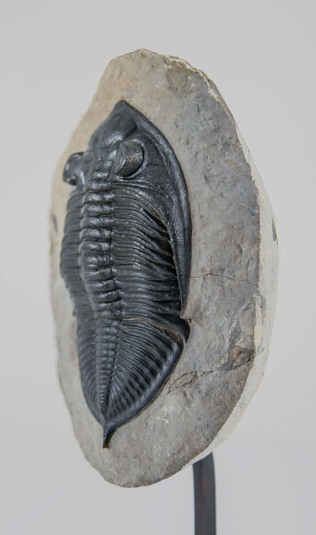 A museum-standard rare fossil Odontochil zlichovaspis rogusa fossil trilobite for sale measuring 213mm at THE FOSSIL STORE