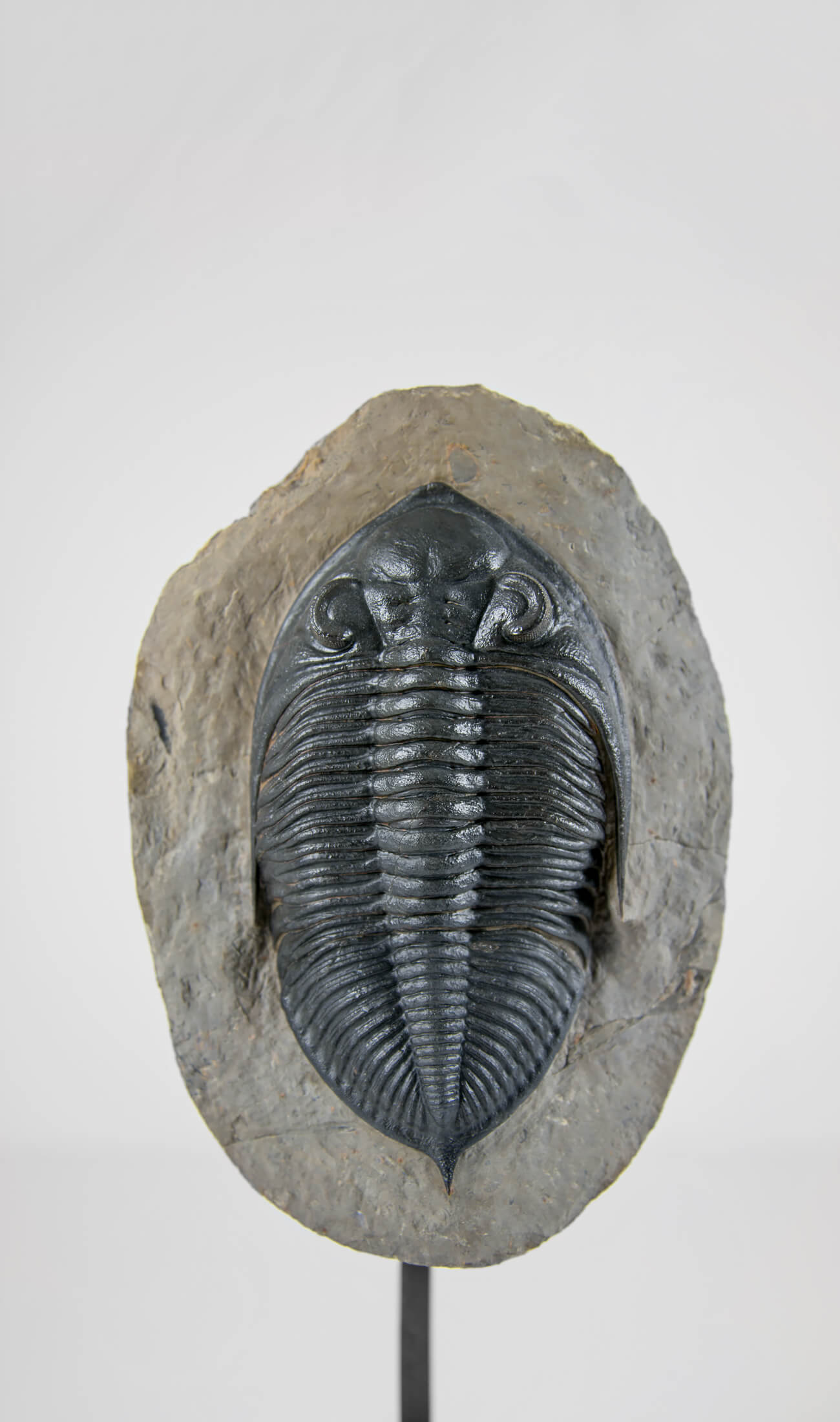 A museum-standard rare fossil Odontochil zlichovaspis rogusa fossil trilobite for sale measuring 213mm at THE FOSSIL STORE