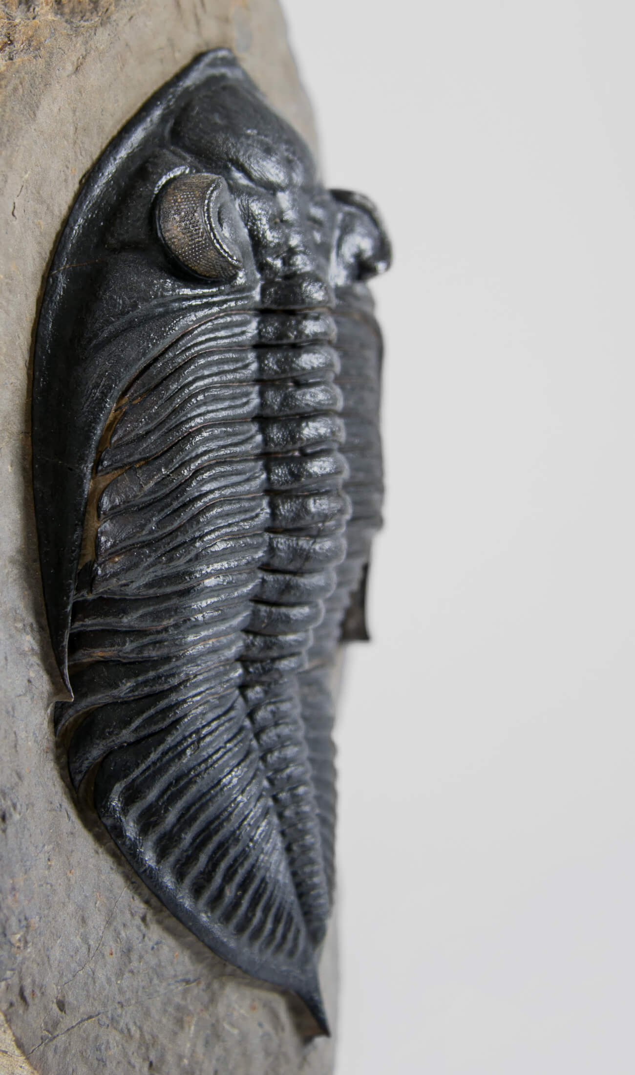 A museum-standard rare fossil Odontochil zlichovaspis rogusa fossil trilobite for sale measuring 213mm at THE FOSSIL STORE