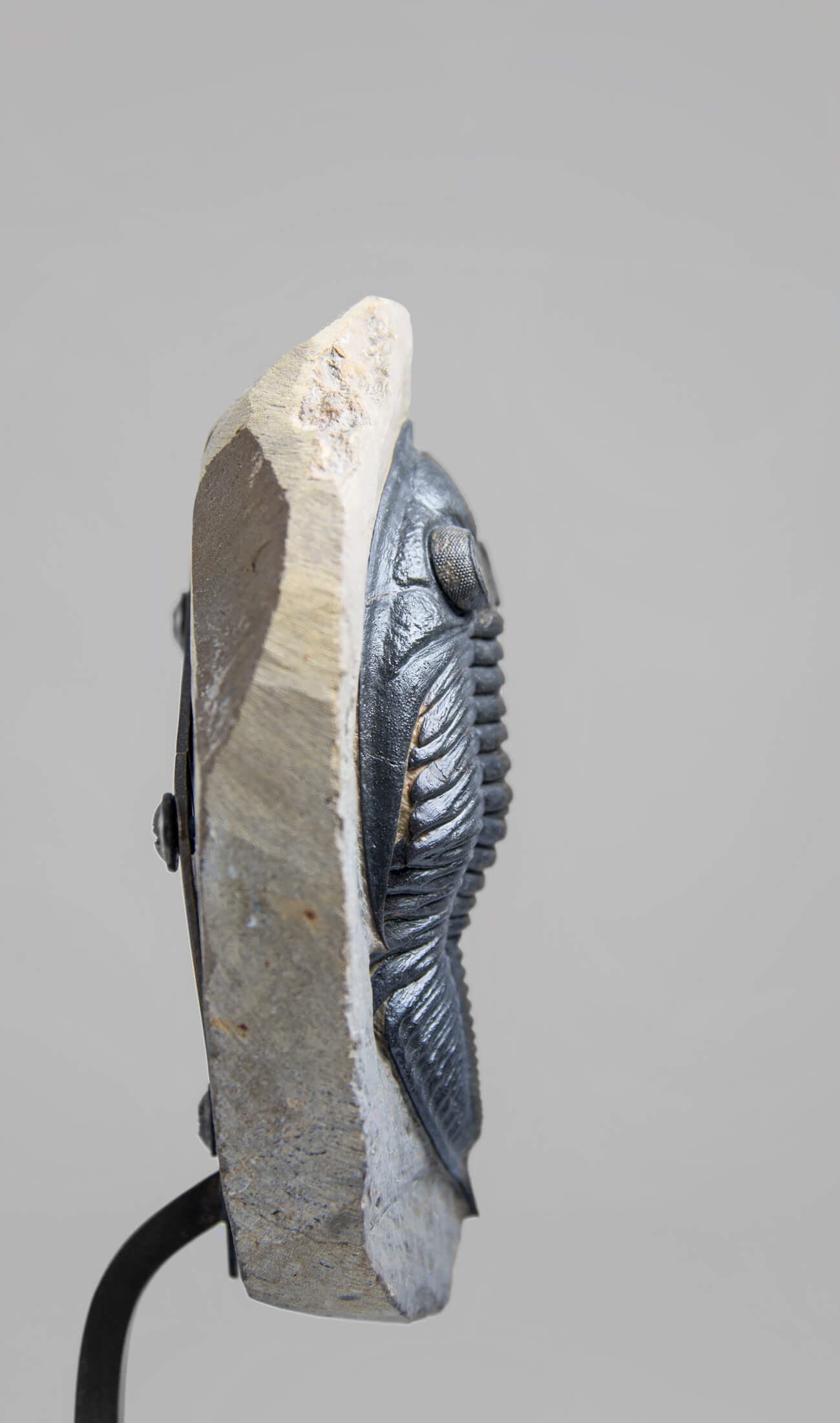 A museum-standard rare fossil Odontochil zlichovaspis rogusa fossil trilobite for sale measuring 213mm at THE FOSSIL STORE