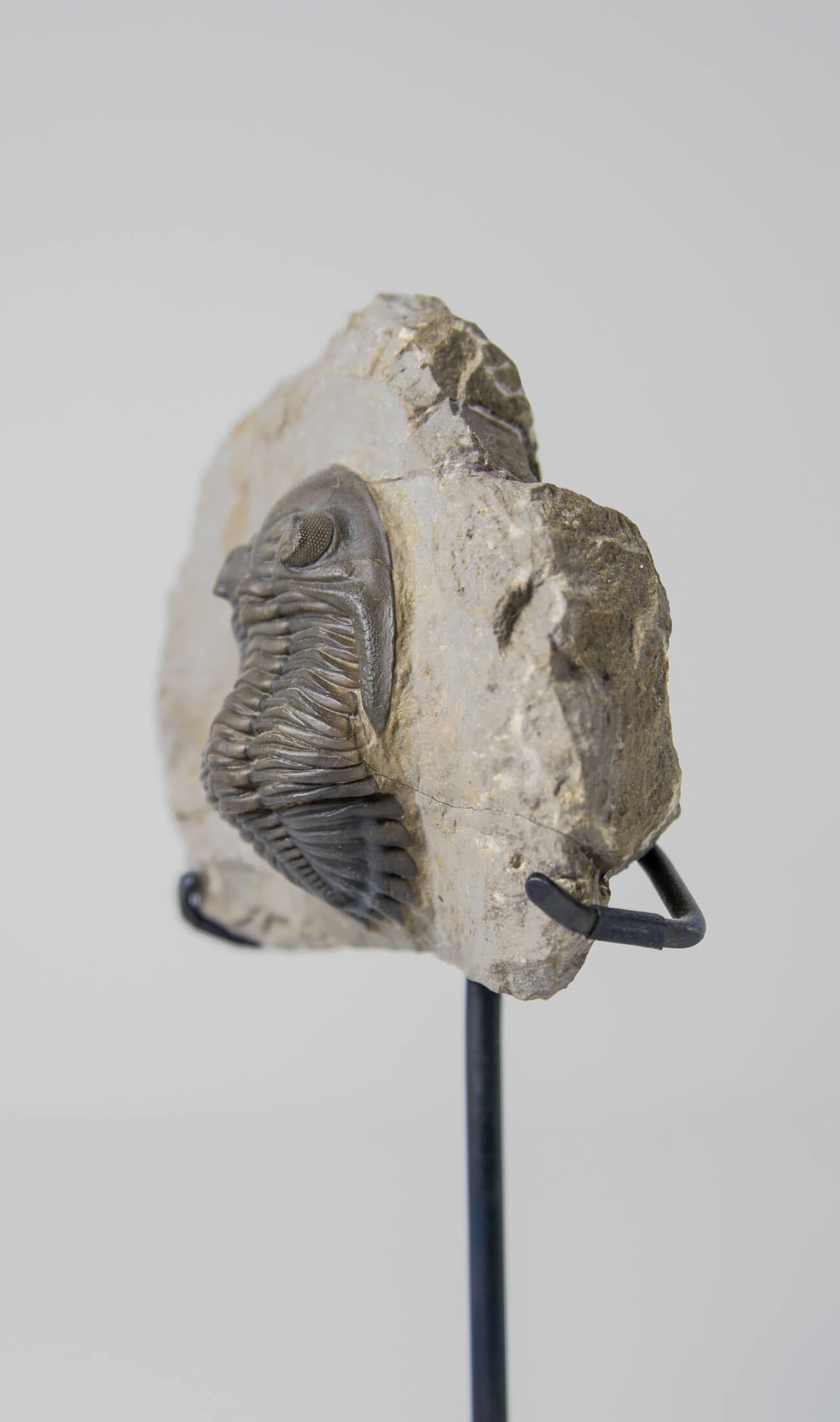 A scientifically important Hollardops mesocristata fossil trilobite for sale measuring 150mm at THE FOSSIL STORE