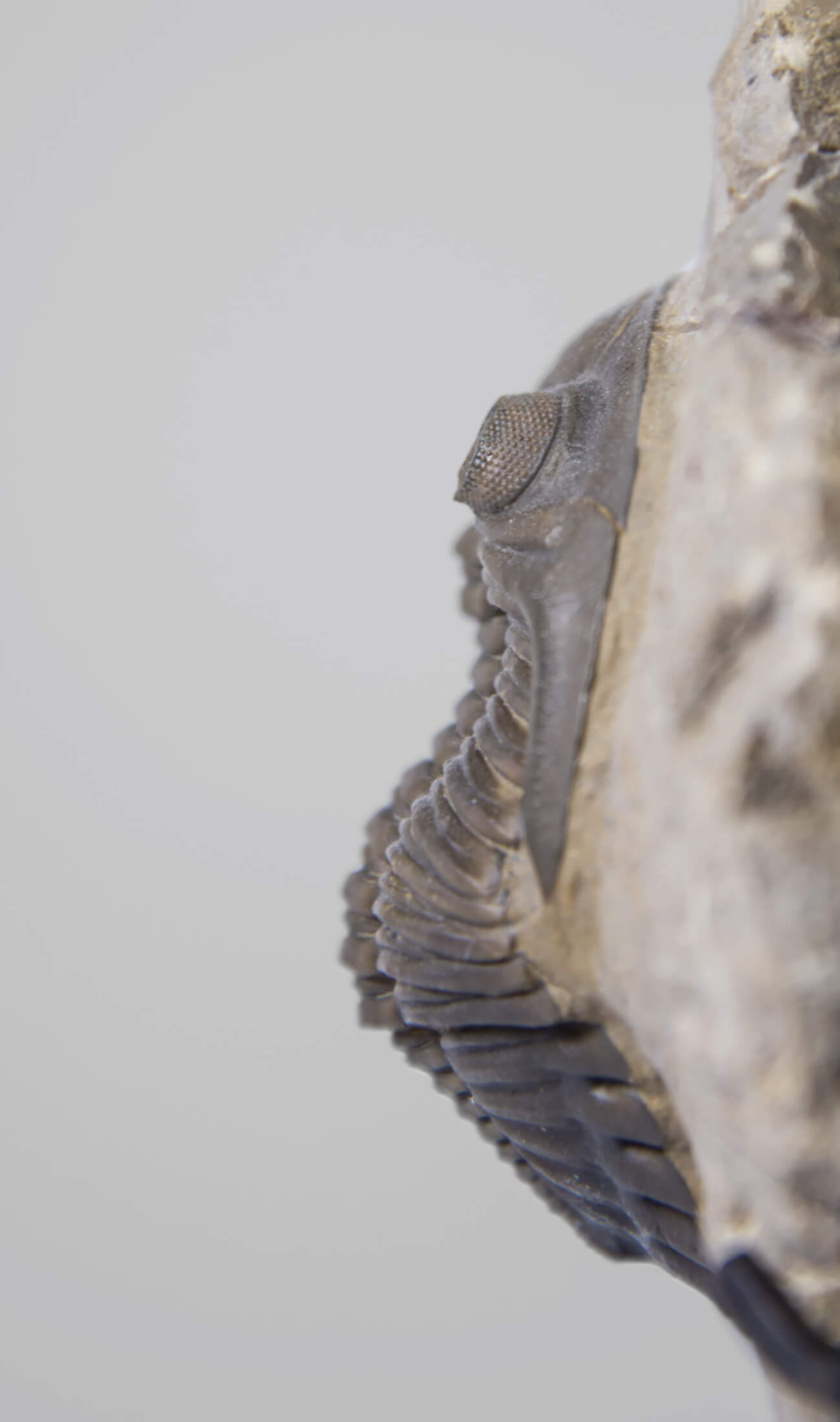 A scientifically important Hollardops mesocristata fossil trilobite for sale measuring 150mm at THE FOSSIL STORE