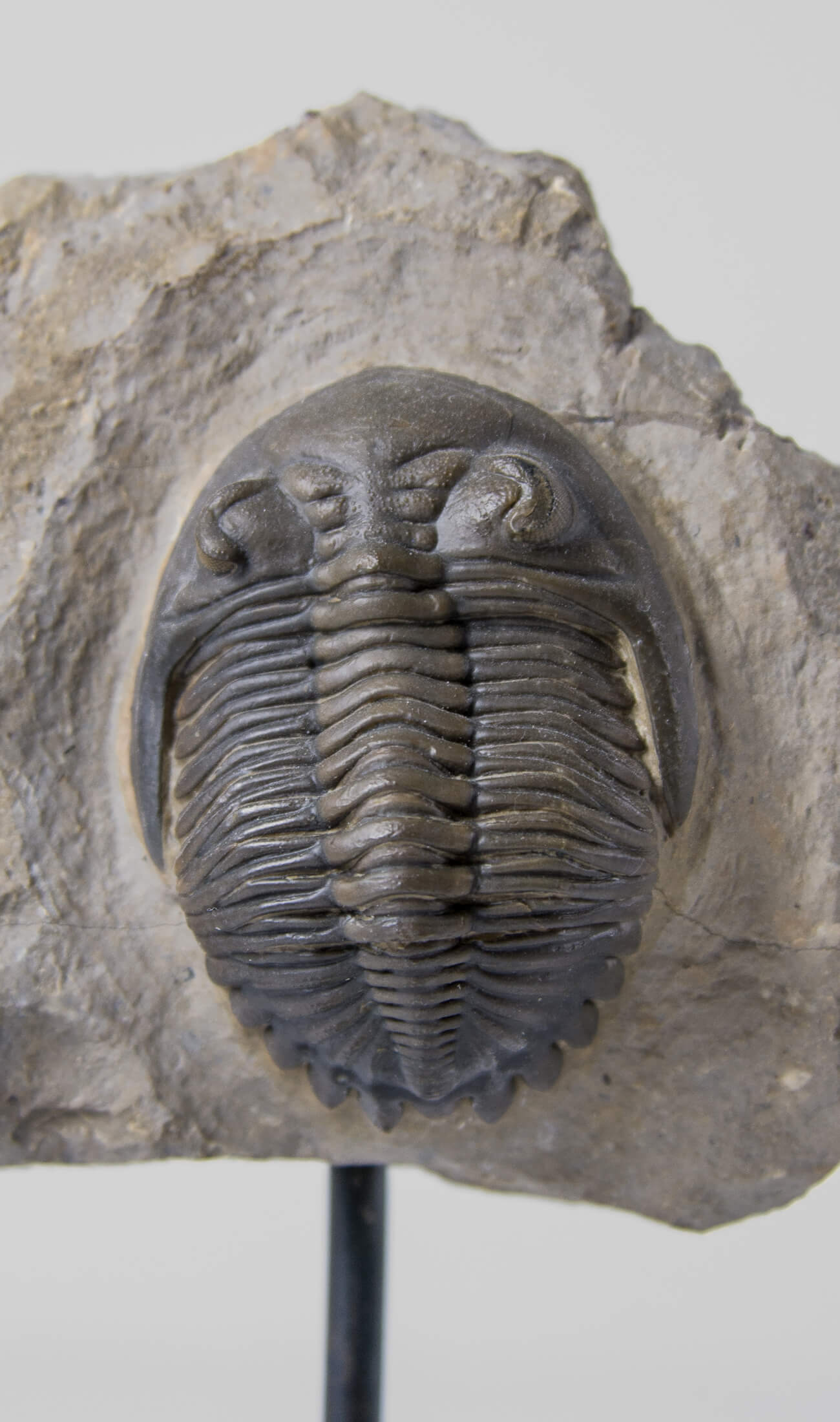 A scientifically important Hollardops mesocristata fossil trilobite for sale measuring 150mm at THE FOSSIL STORE