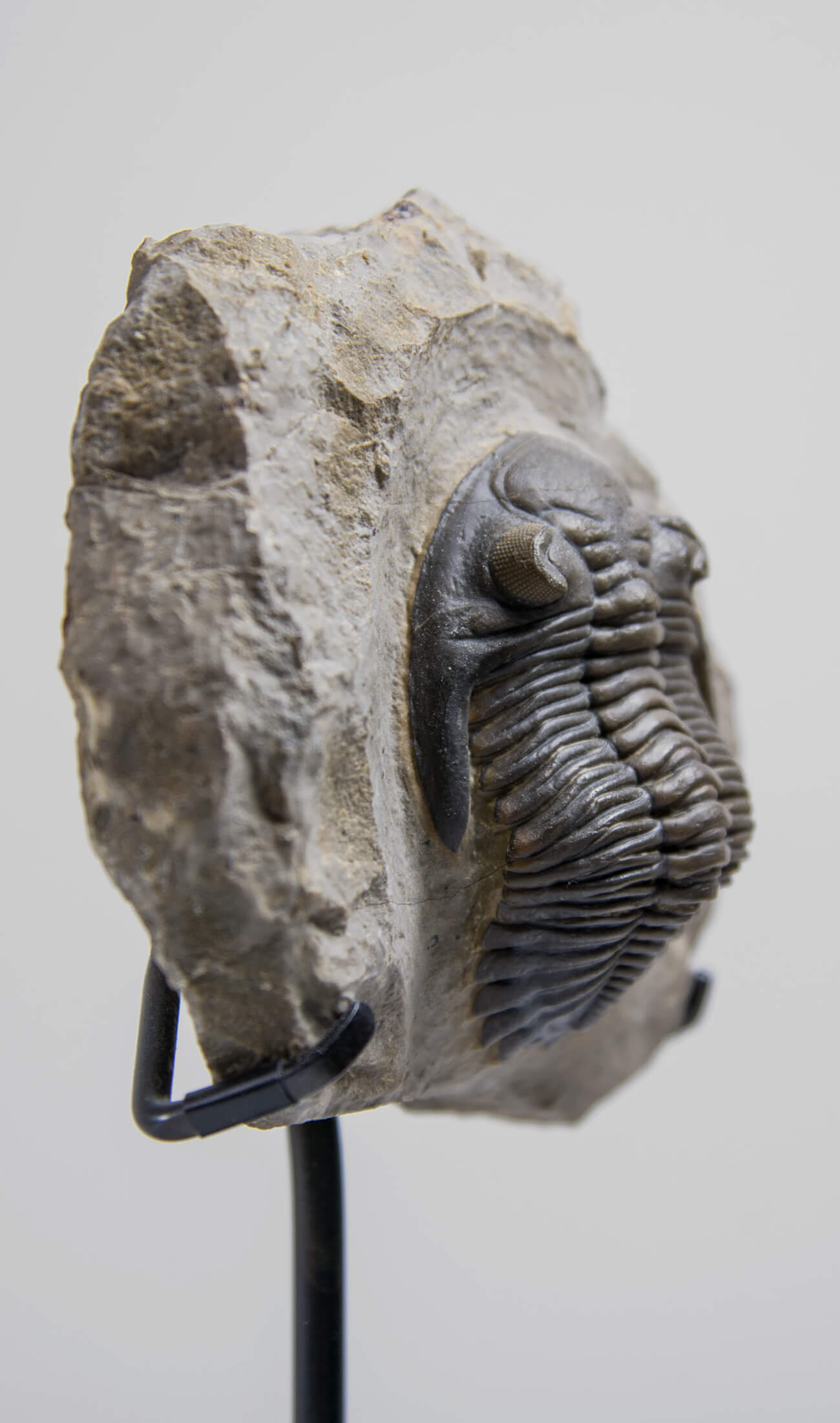 A scientifically important Hollardops mesocristata fossil trilobite for sale measuring 150mm at THE FOSSIL STORE