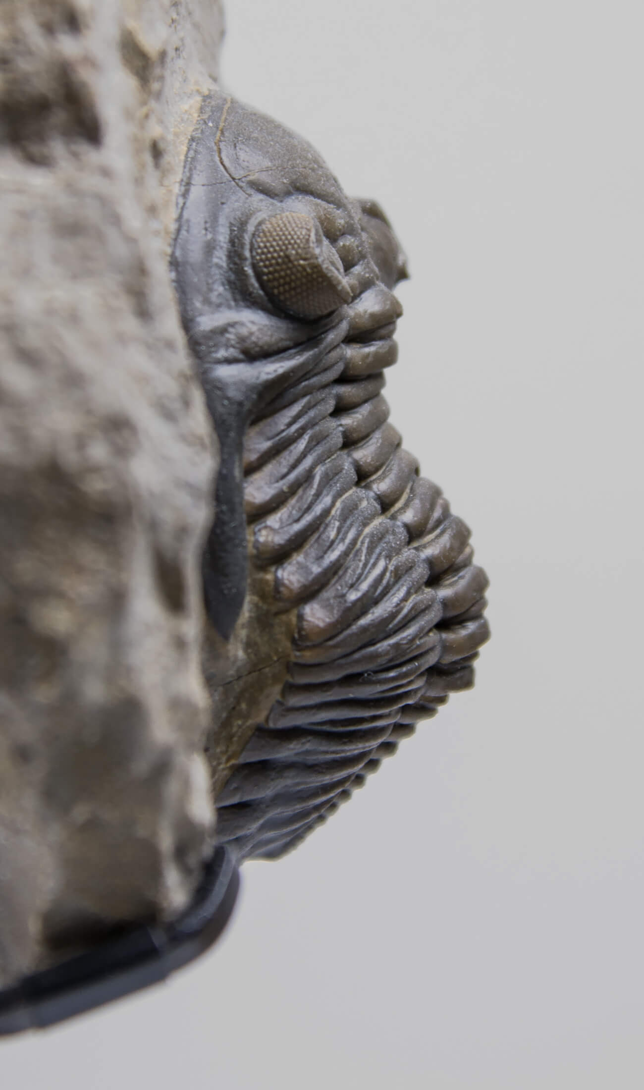 A scientifically important Hollardops mesocristata fossil trilobite for sale measuring 150mm at THE FOSSIL STORE