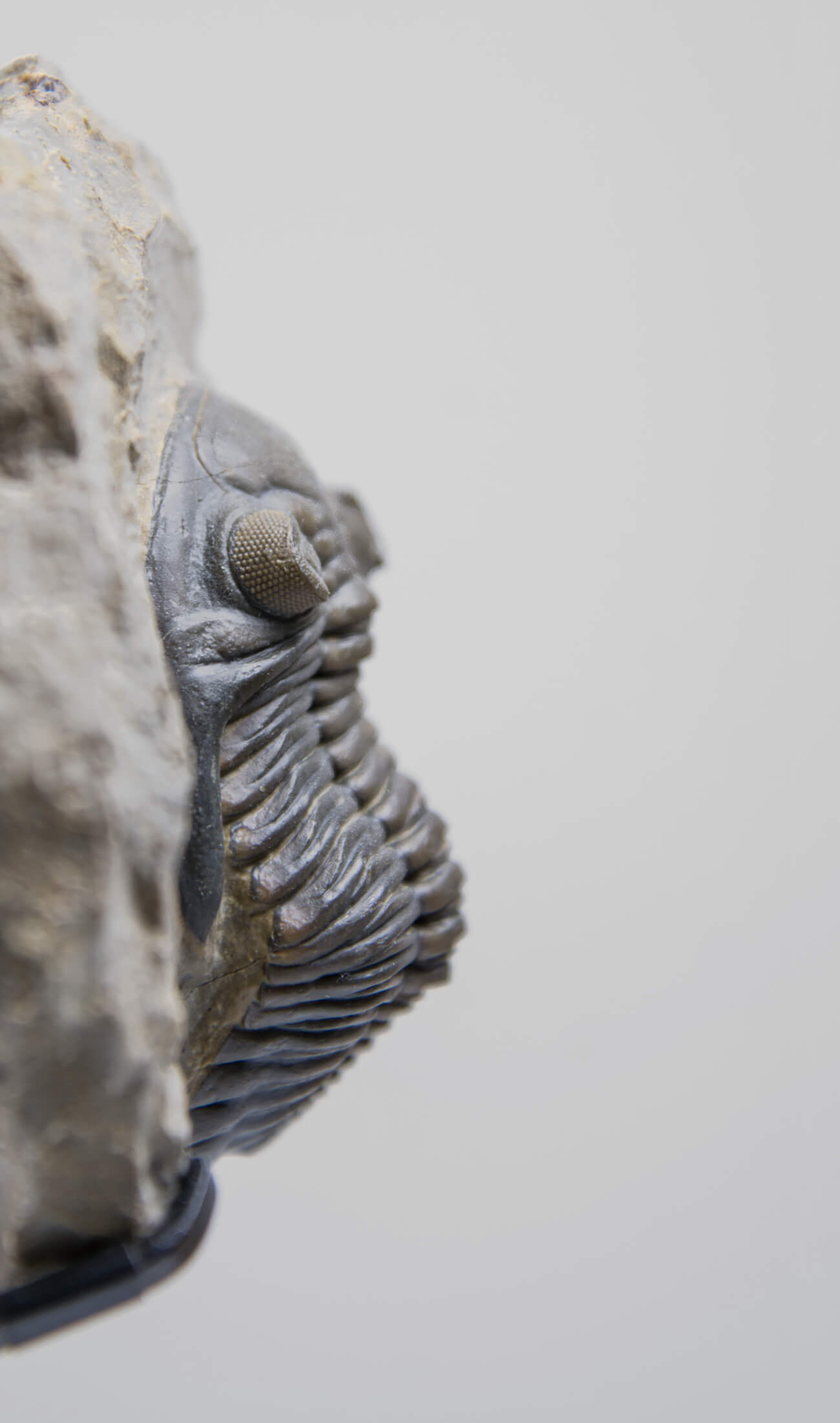 A scientifically important Hollardops mesocristata fossil trilobite for sale measuring 150mm at THE FOSSIL STORE