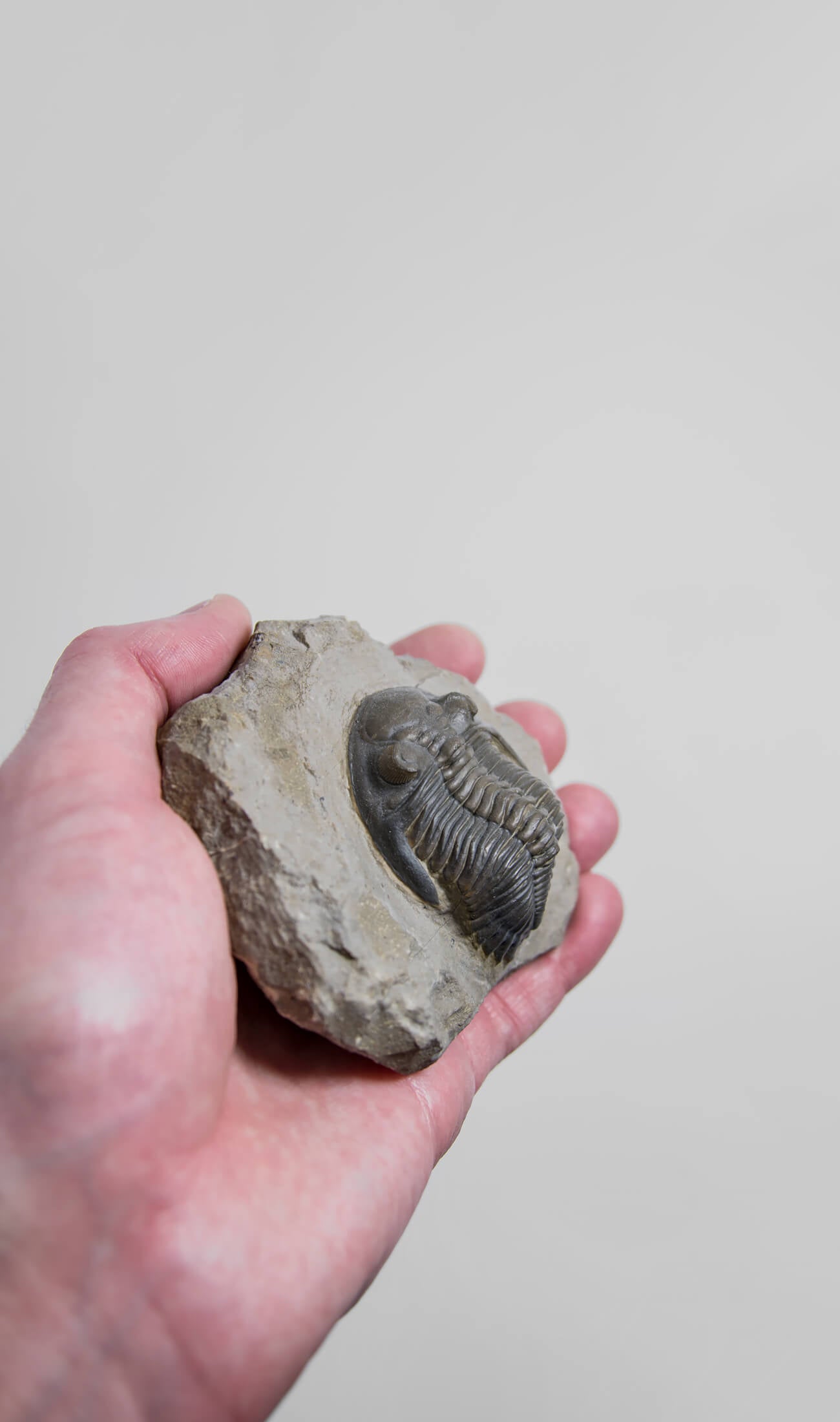 A scientifically important Hollardops mesocristata fossil trilobite for sale measuring 150mm at THE FOSSIL STORE