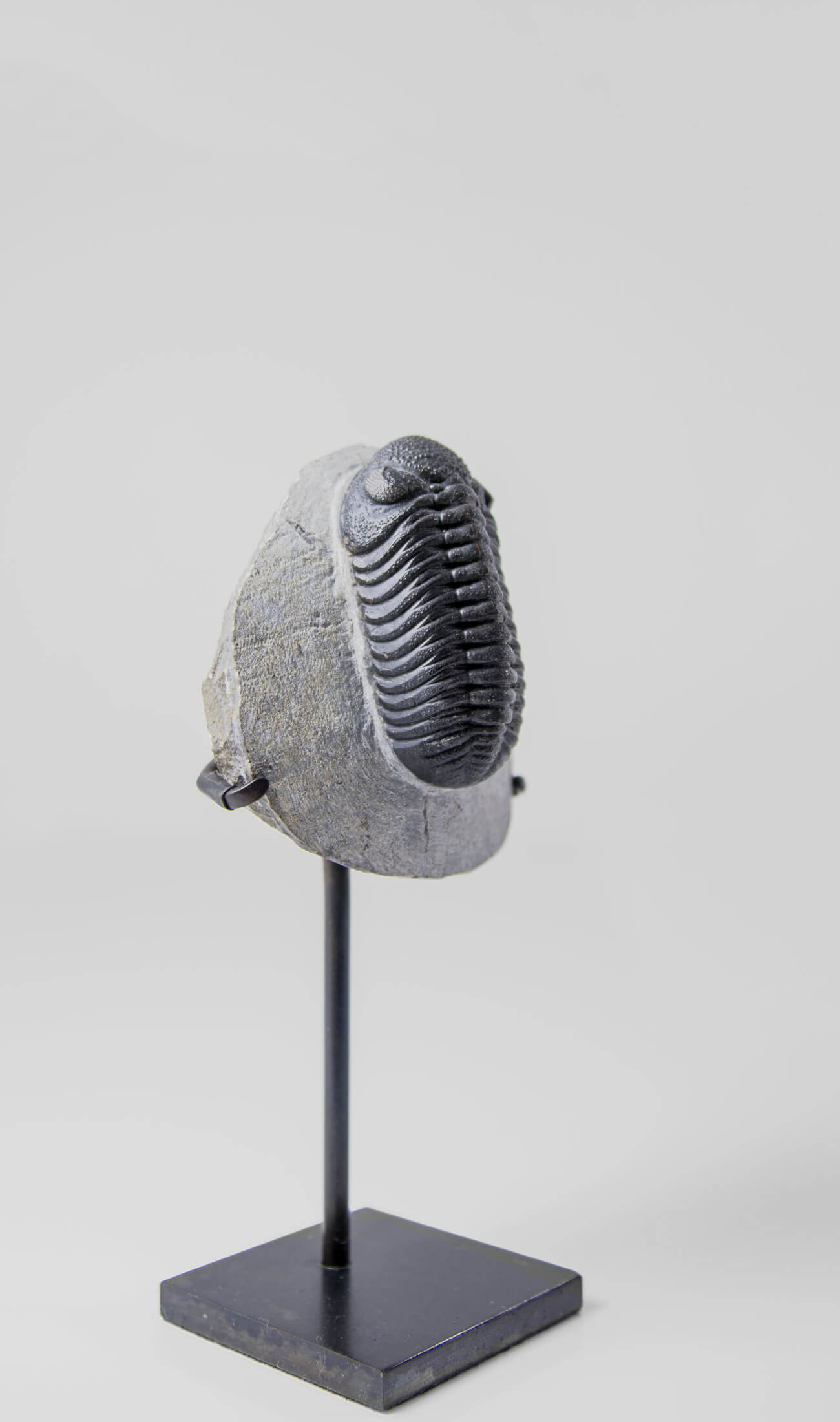 A scientifically important Morocops ovatus fossil trilobite for sale measuring 152mm at THE FOSSIL STORE