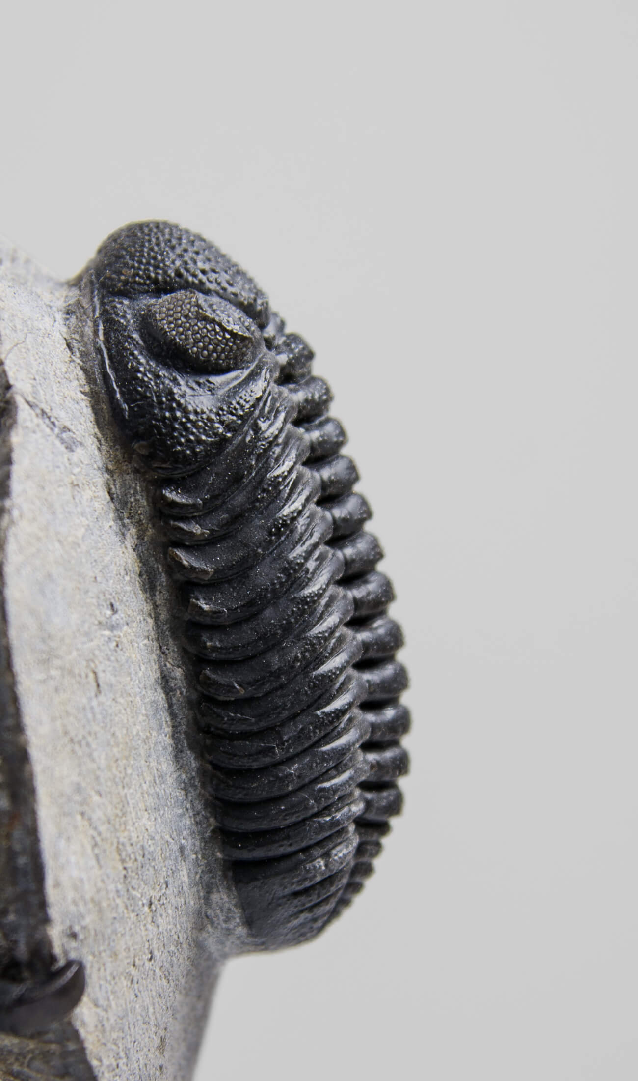 A scientifically important Morocops ovatus fossil trilobite for sale measuring 152mm at THE FOSSIL STORE