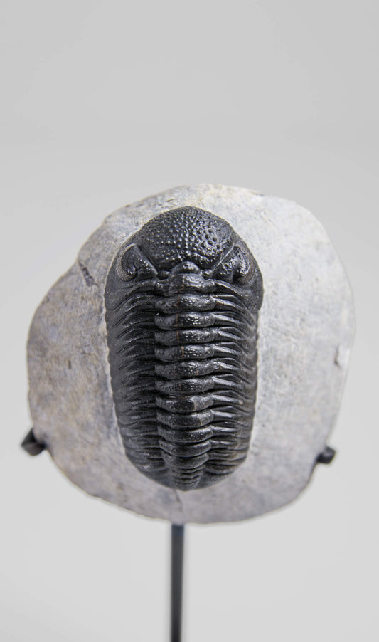 A scientifically important Morocops ovatus fossil trilobite for sale measuring 152mm at THE FOSSIL STORE