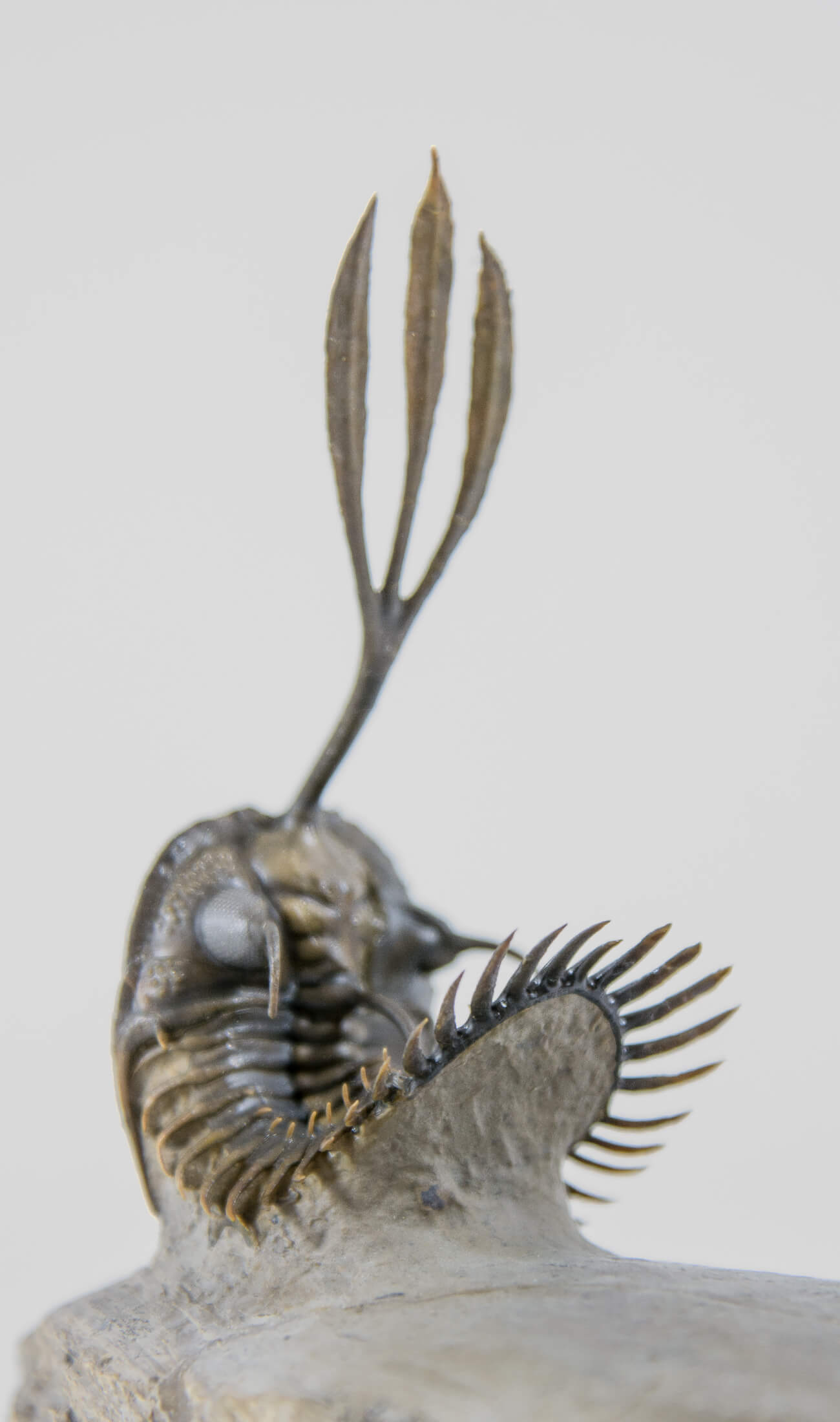 A stunning example of the Walliserops trifurcatus fossil trilobite for sale measuring 92mm at THE FOSSIL STORE