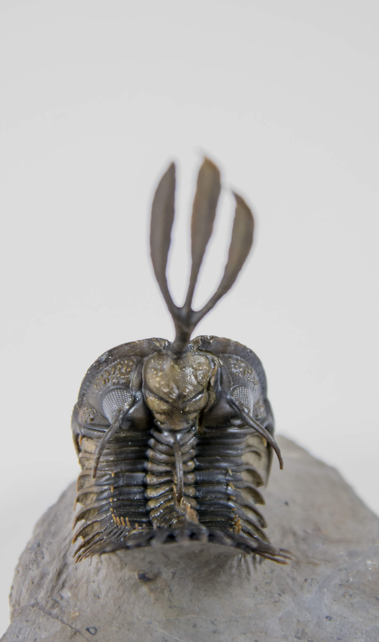 A stunning example of the Walliserops trifurcatus fossil trilobite for sale measuring 92mm at THE FOSSIL STORE