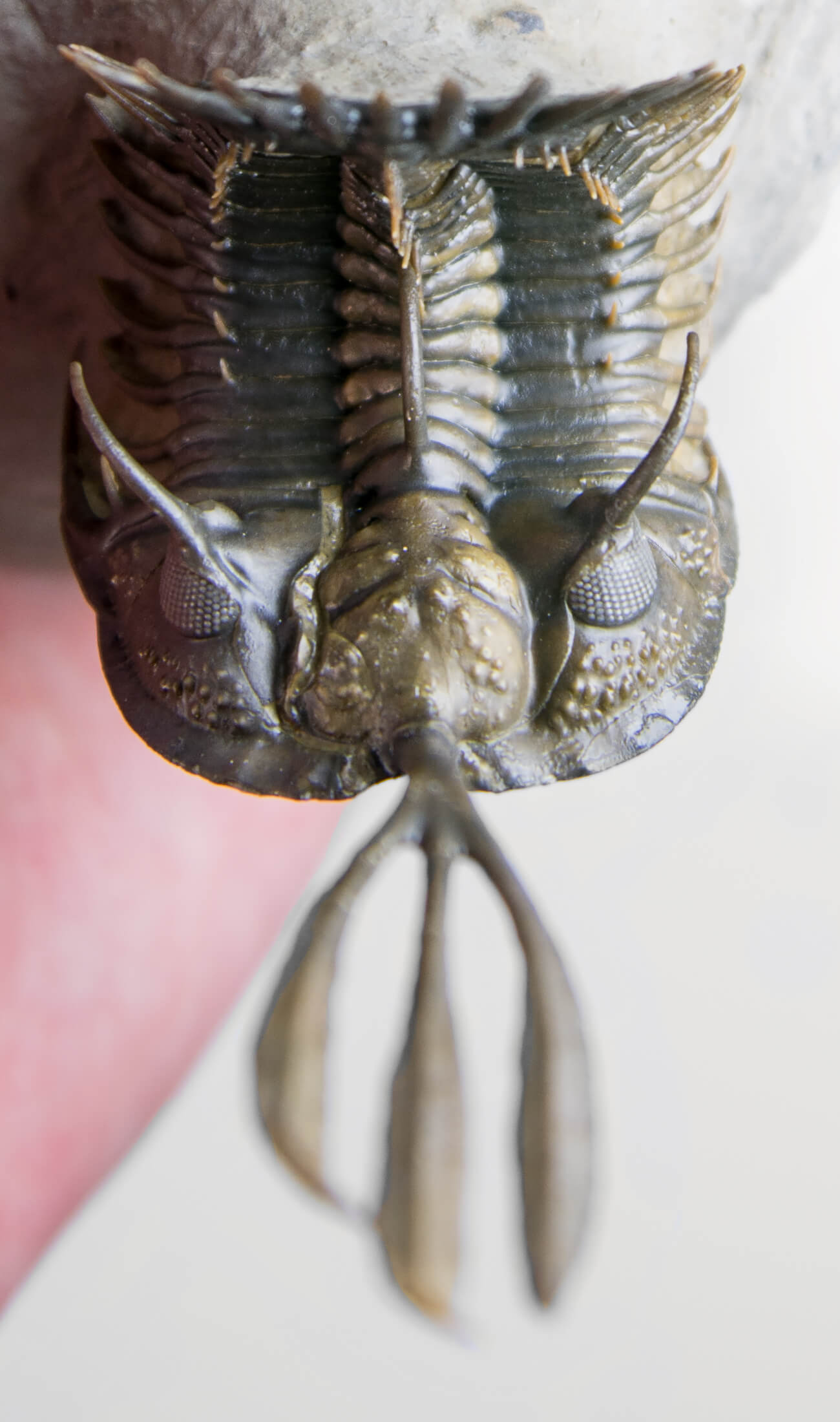 A stunning example of the Walliserops trifurcatus fossil trilobite for sale measuring 92mm at THE FOSSIL STORE