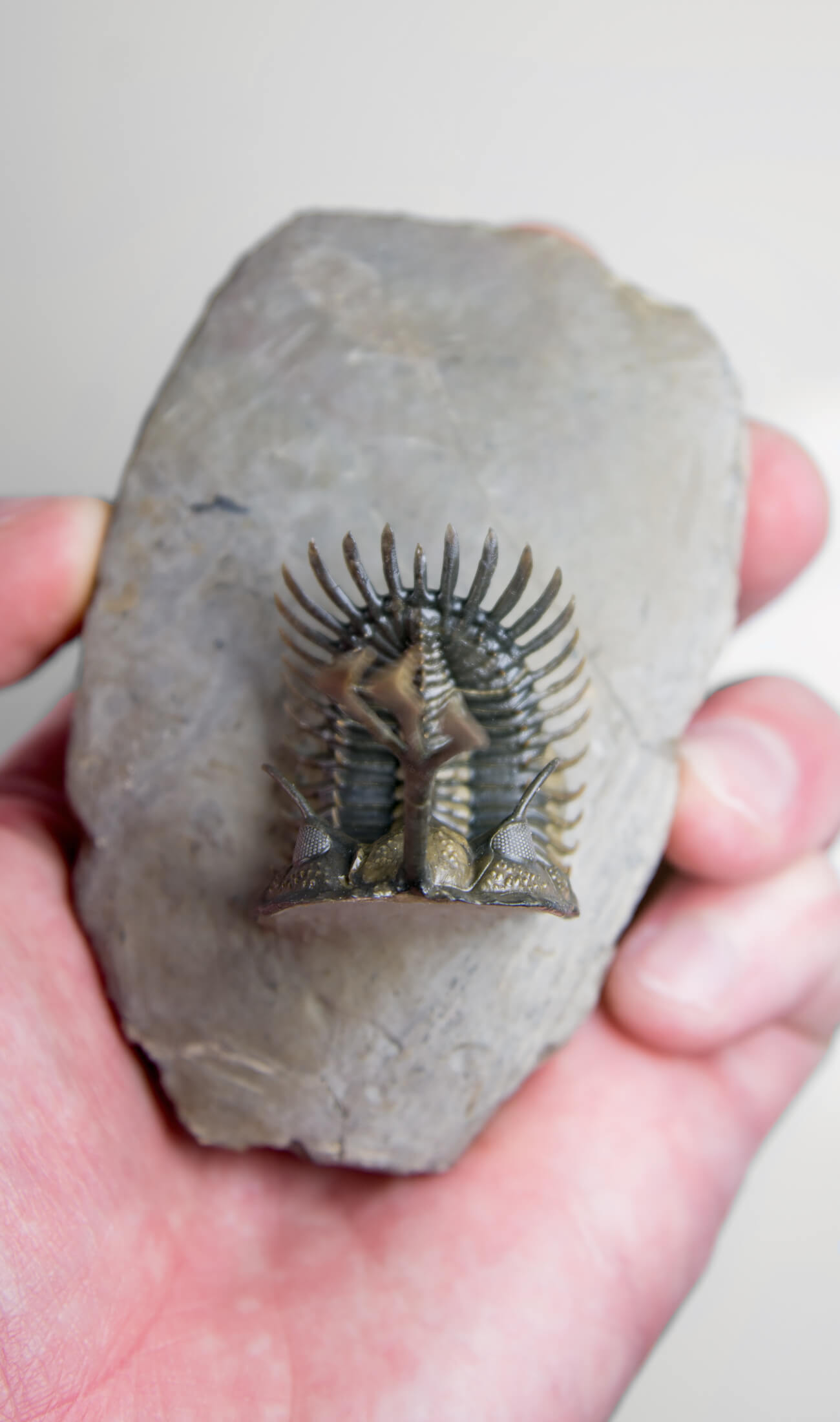 A stunning example of the Walliserops trifurcatus fossil trilobite for sale measuring 92mm at THE FOSSIL STORE