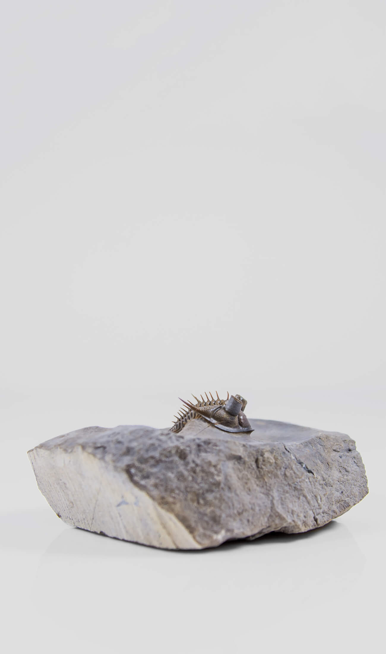 A remarkable Erbenochile erbeni fossil trilobite for sale with beautiful preparation measuring 98mm