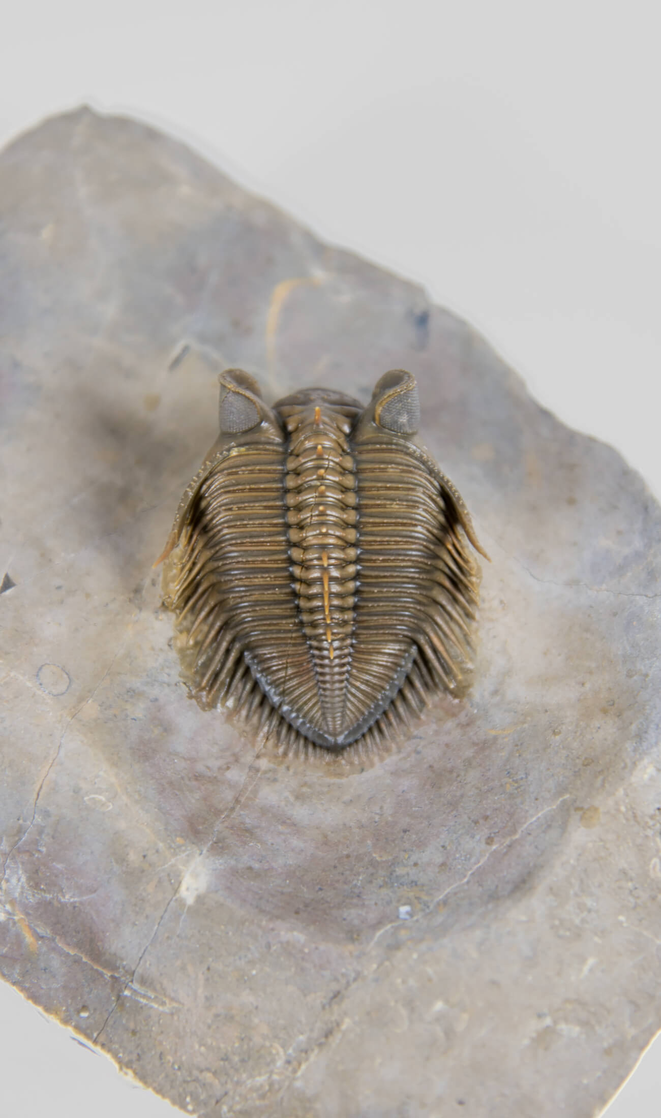 A remarkable Erbenochile erbeni fossil trilobite for sale with beautiful preparation measuring 98mm