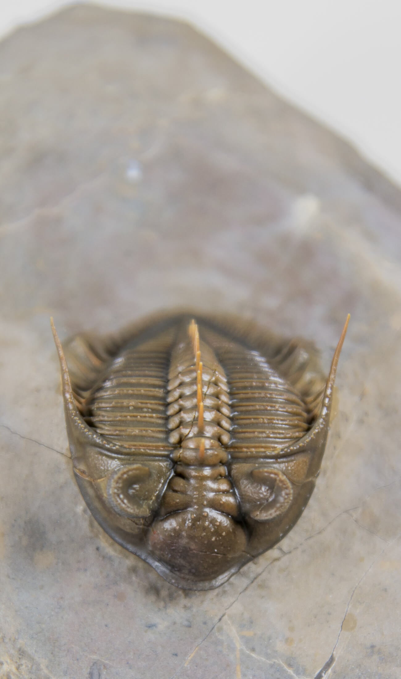 A remarkable Erbenochile erbeni fossil trilobite for sale with beautiful preparation measuring 98mm