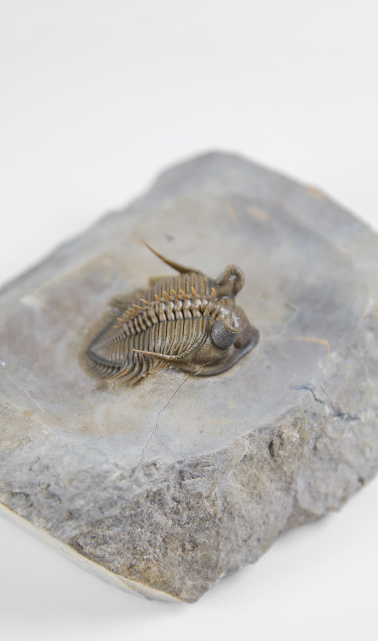 A remarkable Erbenochile erbeni fossil trilobite for sale with beautiful preparation measuring 98mm