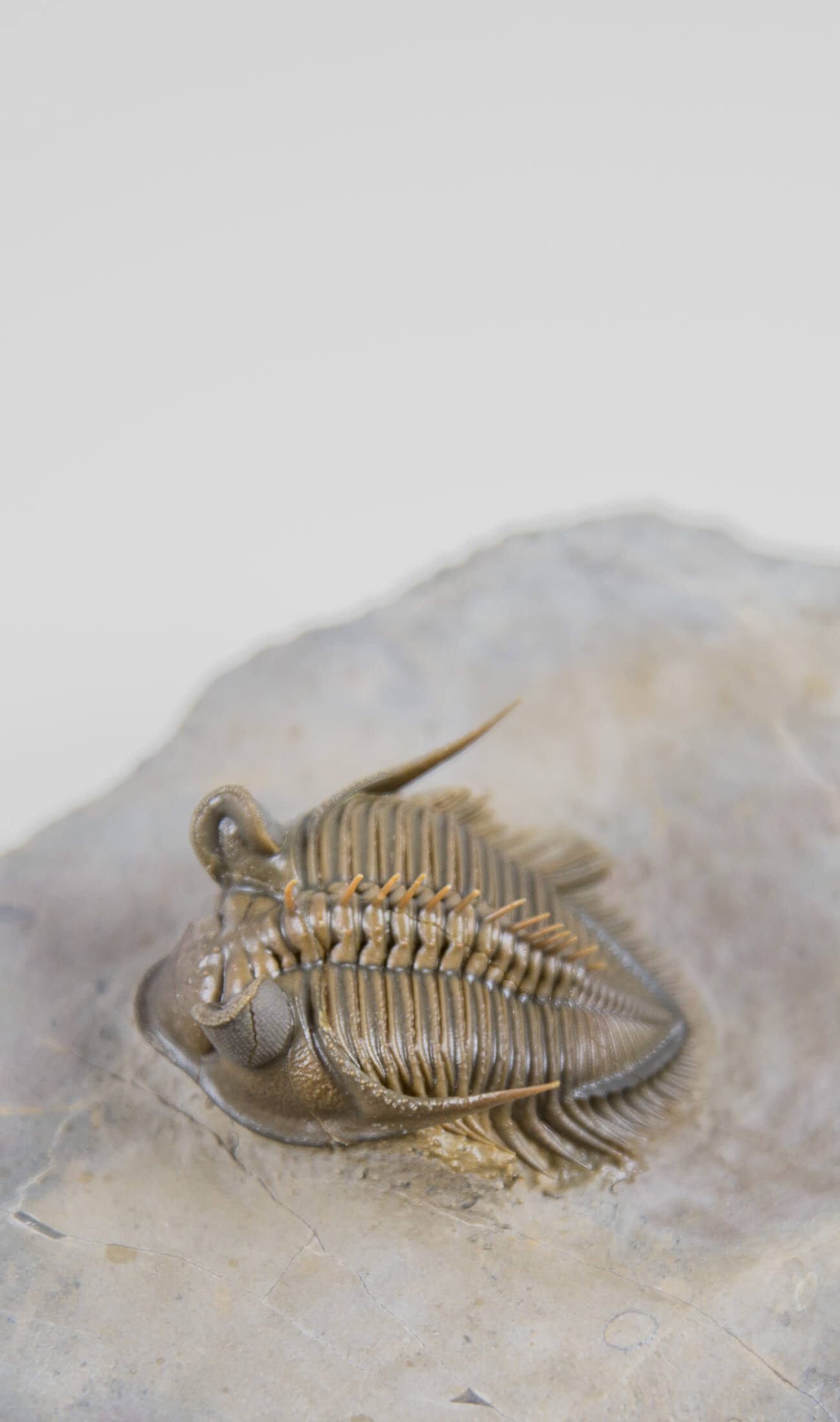 A remarkable Erbenochile erbeni fossil trilobite for sale with beautiful preparation measuring 98mm