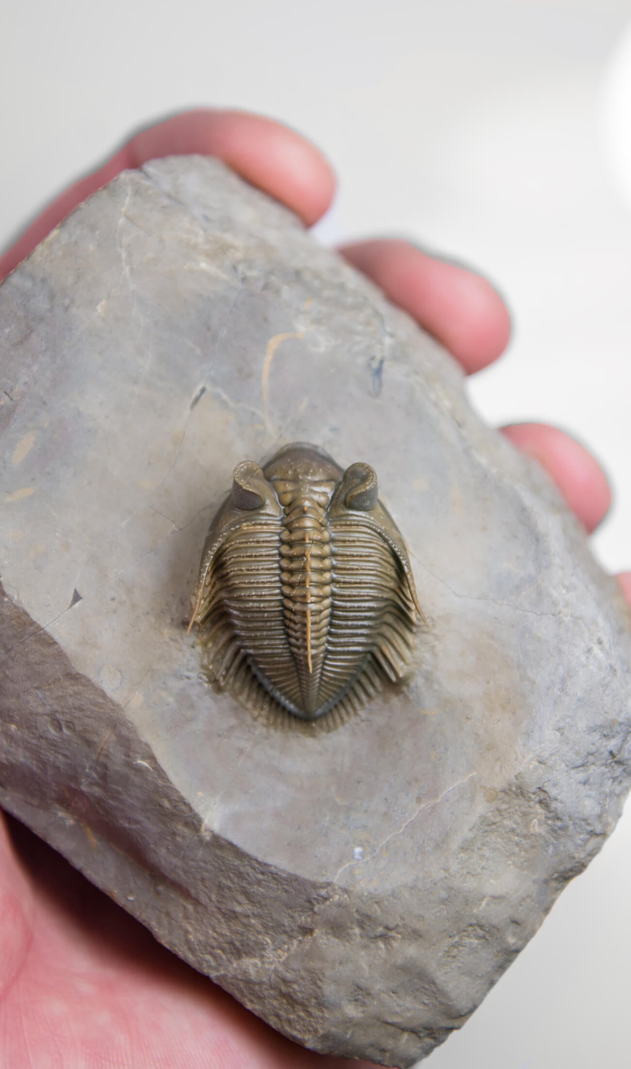 A remarkable Erbenochile erbeni fossil trilobite for sale with beautiful preparation measuring 98mm