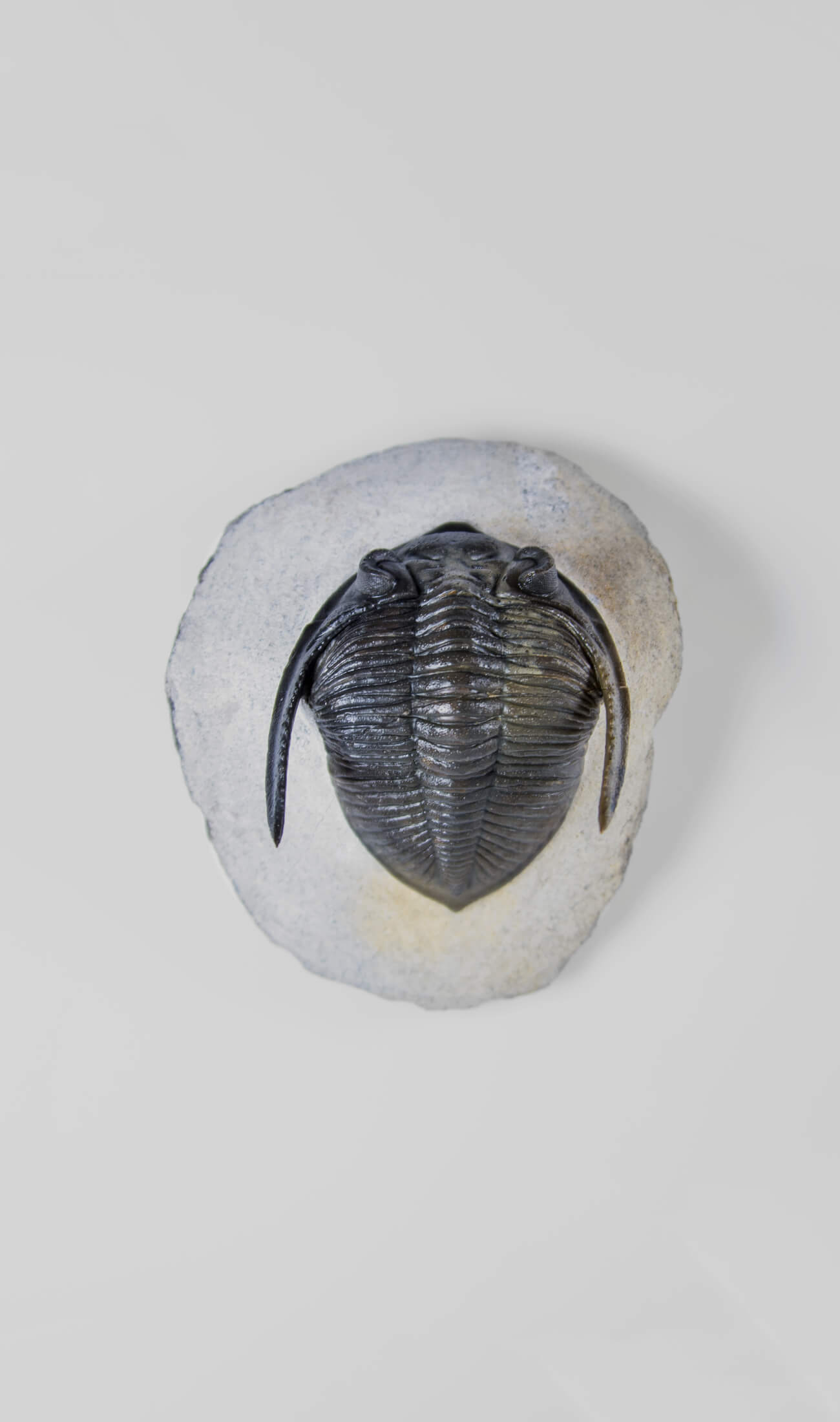 A museum-standard rare fossil Odontochil zlichovaspis rogusa fossil trilobite for sale measuring 83mm at THE FOSSIL STORE