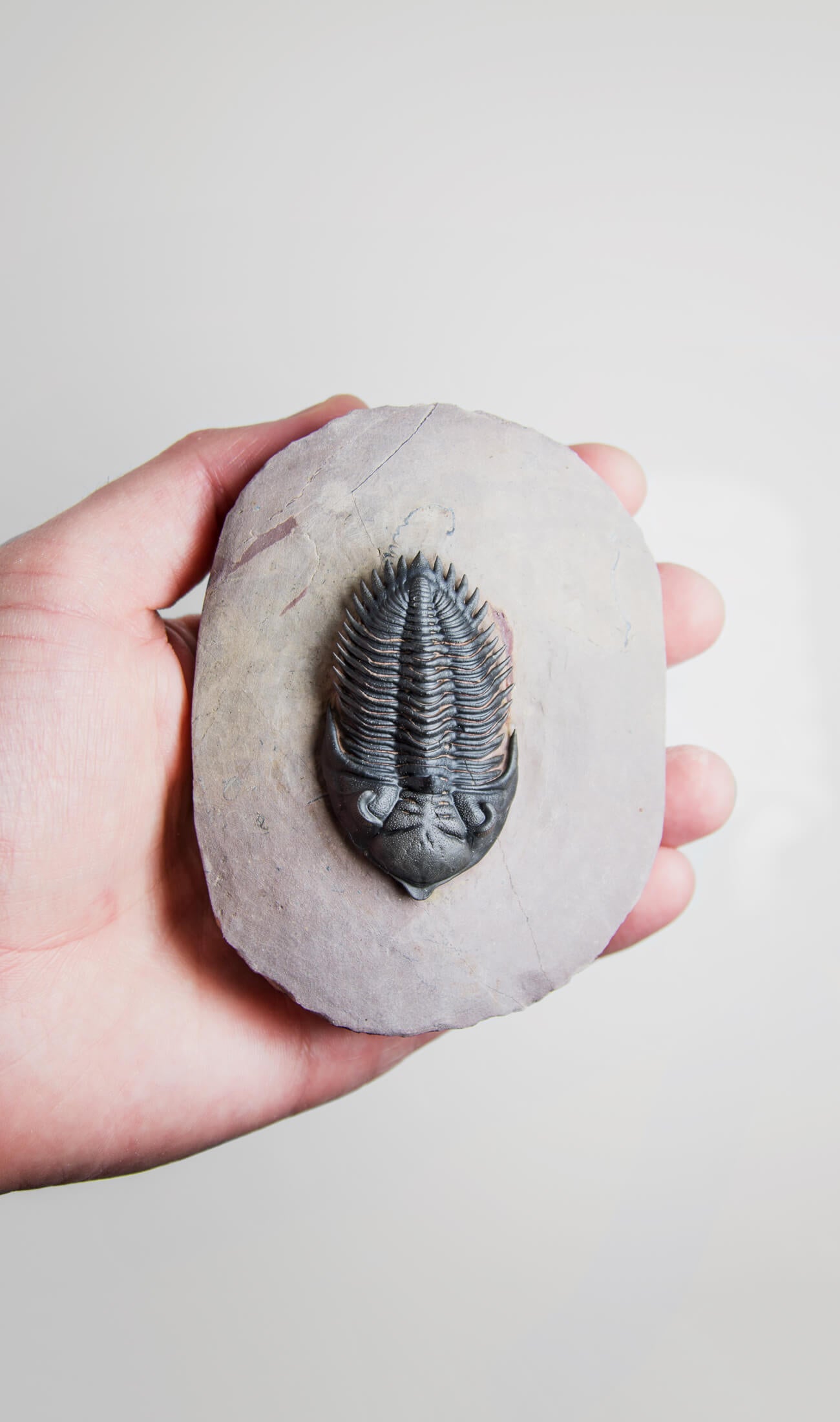 A beautifully sized Metacanthina maderensis fossil trilobite within the original authentic bedrock measuring 102mm