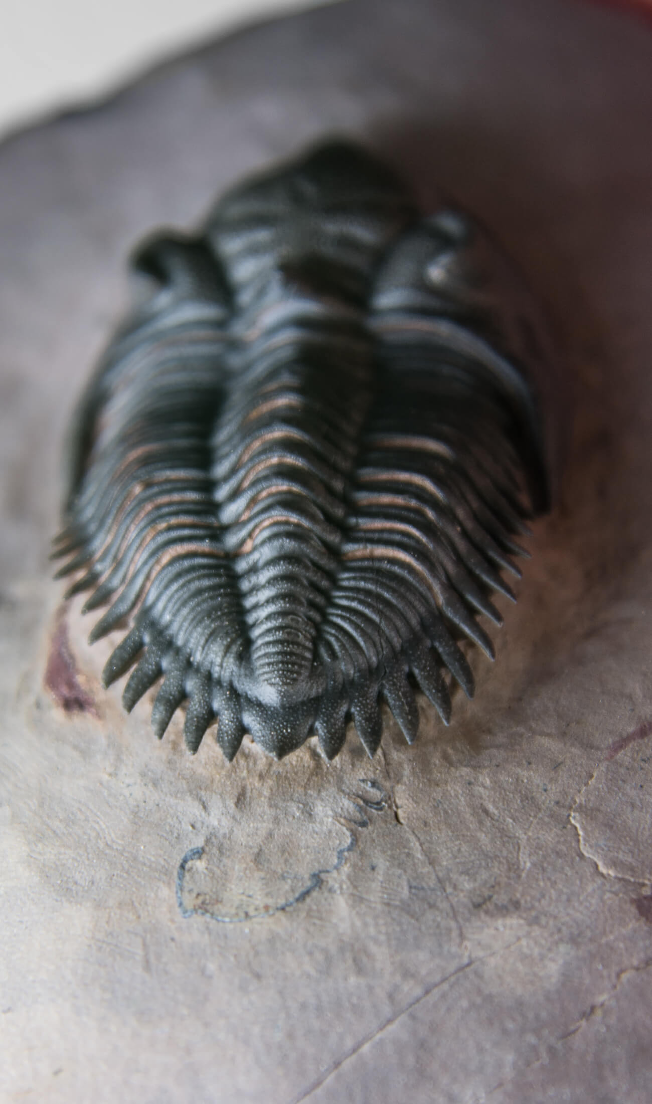 A beautifully sized Metacanthina maderensis fossil trilobite within the original authentic bedrock measuring 102mm