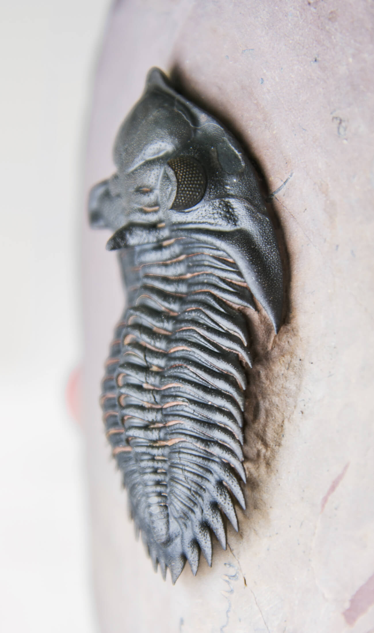 A beautifully sized Metacanthina maderensis fossil trilobite within the original authentic bedrock measuring 102mm