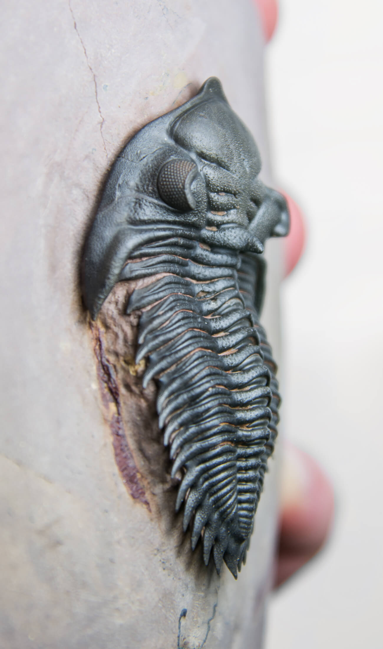 A beautifully sized Metacanthina maderensis fossil trilobite within the original authentic bedrock measuring 102mm