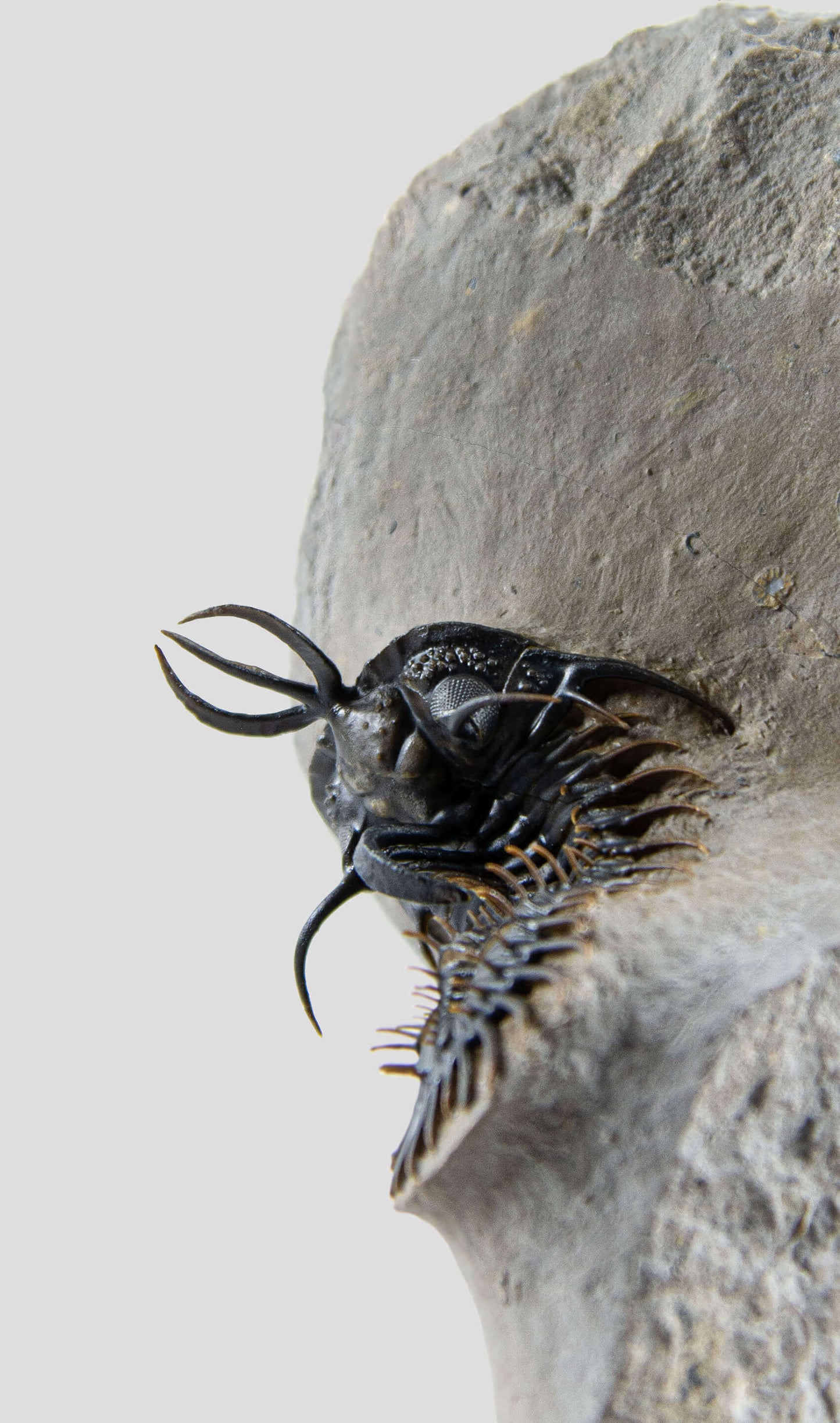 A stunning authentic and rare Walliserops Hammi trilobite fossil for sale 3