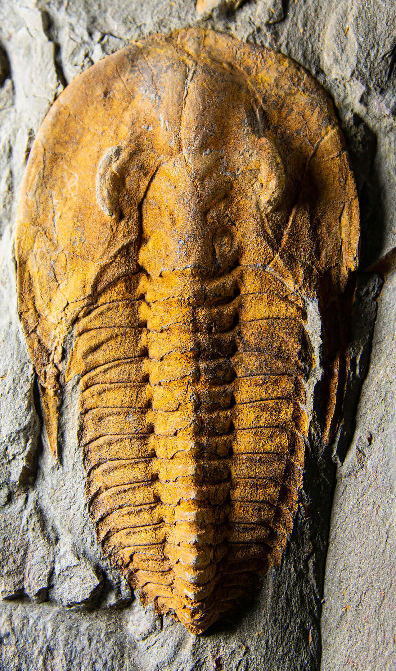 A stunning authentic and rare fossil paradoxes trilobite for sale 324