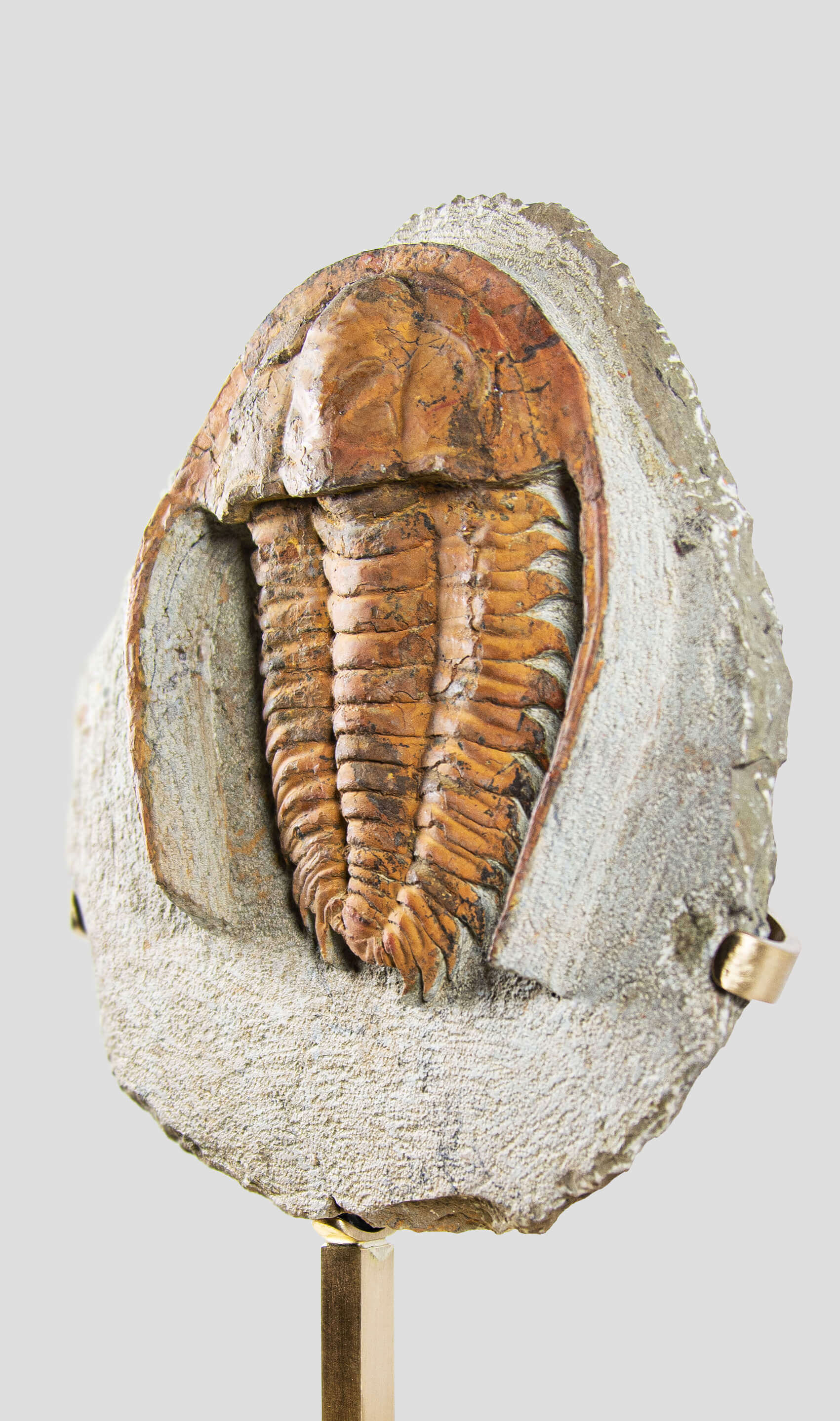 A very nice rustic trilobite fossil for sale on brass stand 66