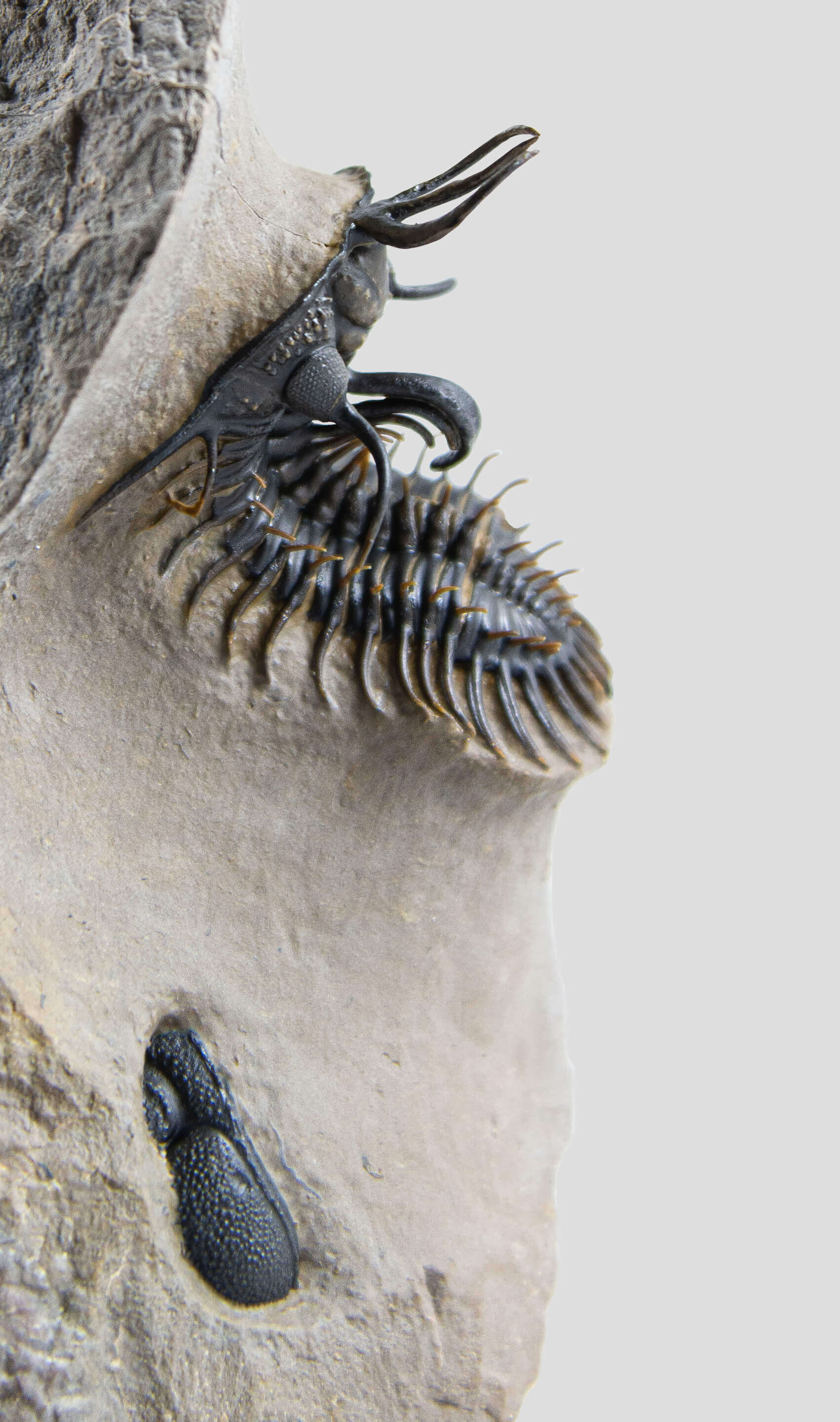 A stunning authentic and rare Walliserops Hammi trilobite fossil for sale 8