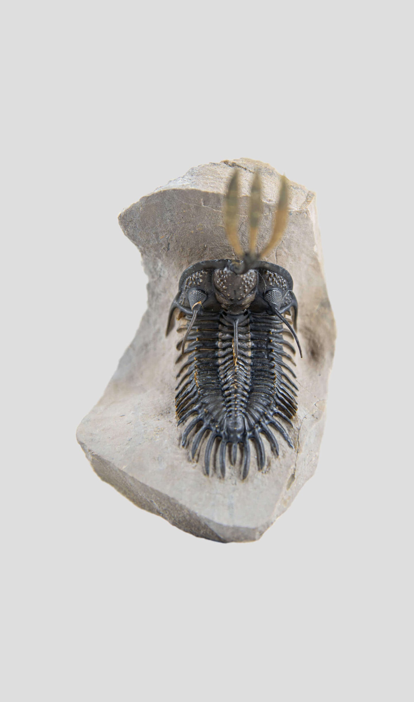 A stunning authentic and rare walliserops trilobite fossil for sale 14