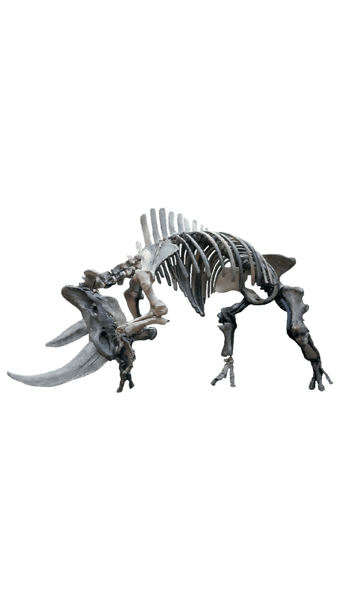 a real fossil woolly rhinoceros skeleton for sale 4